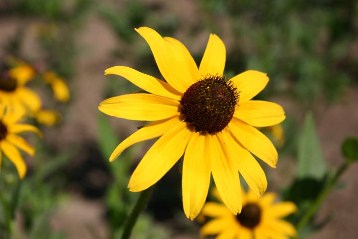 سوسن چشم سیاه نوعی از گلهای تابستانی