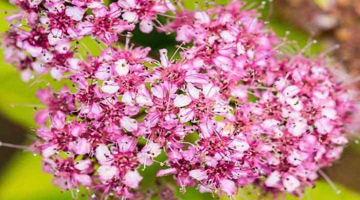 اسپیره یکی از انواع گلهای خانگی مقاوم و باغچه ای است