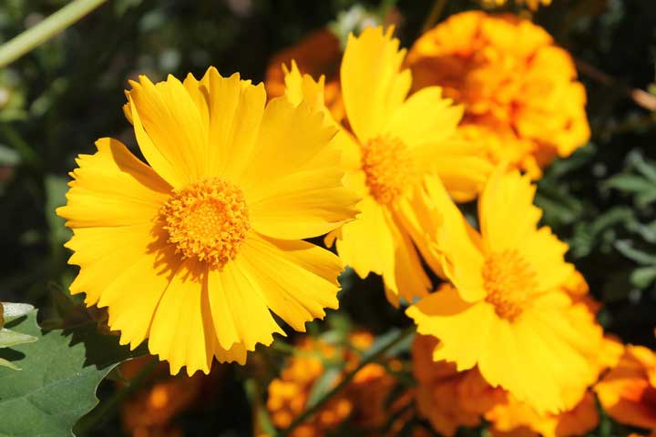 گلهای تابستانی؛ ۴۶ گل باغچه‌ای زیبا و رنگارنگ برای فصل تابستان - مجله imdb