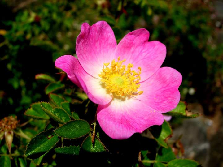 اگلندتریا یکی از انواع گل رز