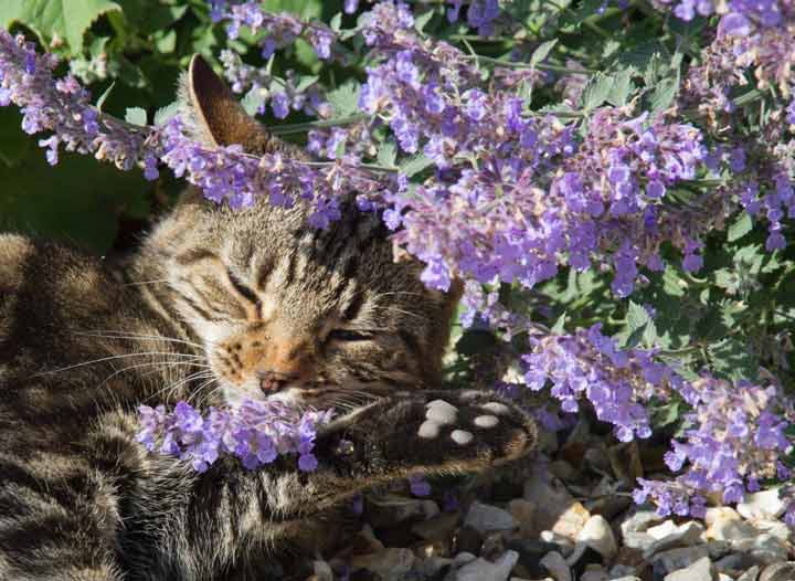نعناع گربه‌ای یکی از گلهای تابستانی محبوب