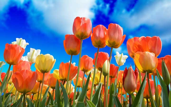 لالههای هلندی از گران ترین گل های دنیا