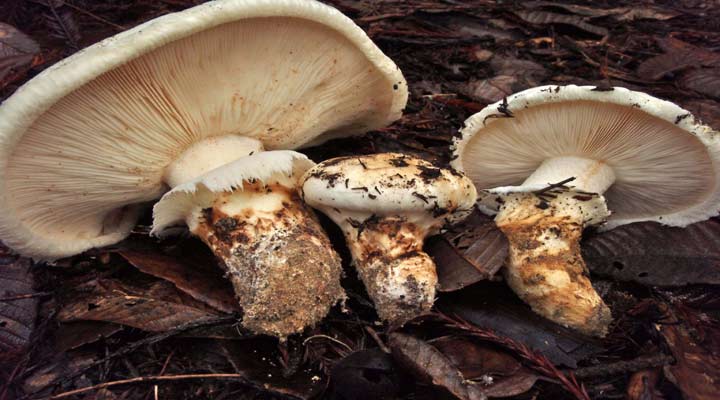 قارچ ماتساتاکه از انواع قارچ خوراکی