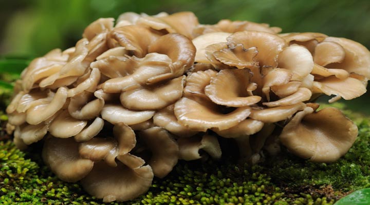 قارچ مایتاکه از انواع قارچ خوراکی