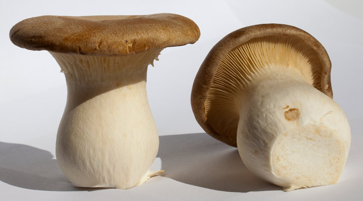 قارچ شیپوری از انواع قارچ خوراکی