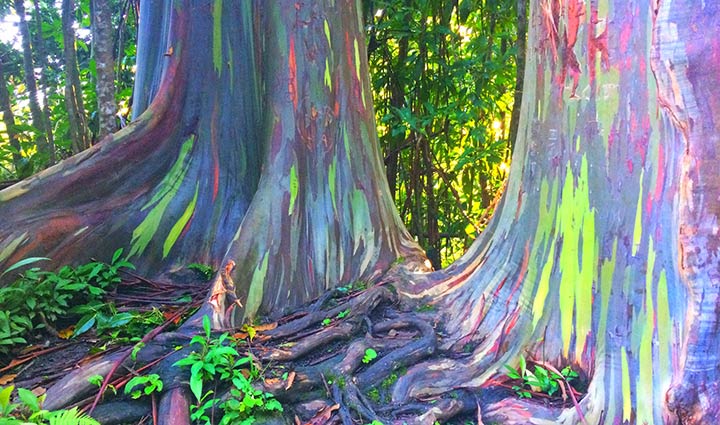 درختان اوکالیپتوس رنگین‌کمان - عجیب‌ترین جاذبه‌های طبیعی دنیا