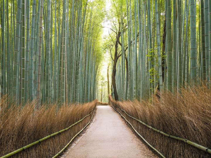 جنگل آراشی‌یاما از زیباترین جنگل های دنیا