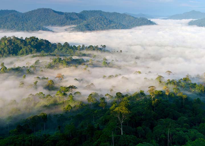 جنگل های بارانی بورنئو از زیباترین جنگل های دنیا