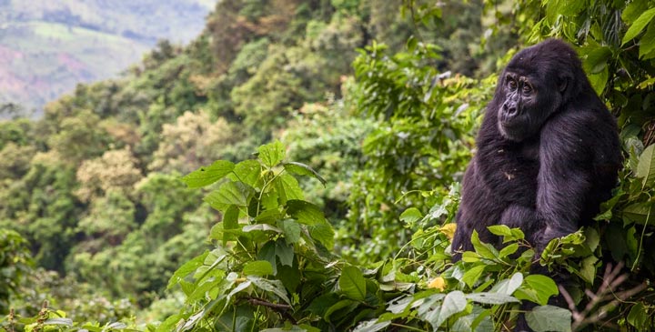 Buindi Impenetrable National Park is one of the sights of Africa