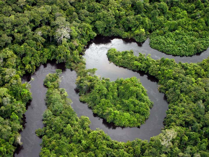 جنگل آمازون از زیباترین جنگل های دنیا