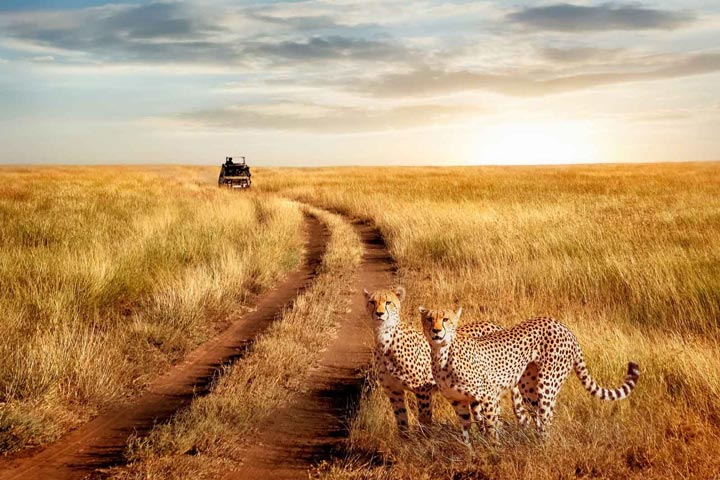  Serengeti National Park is one of the sights of Africa