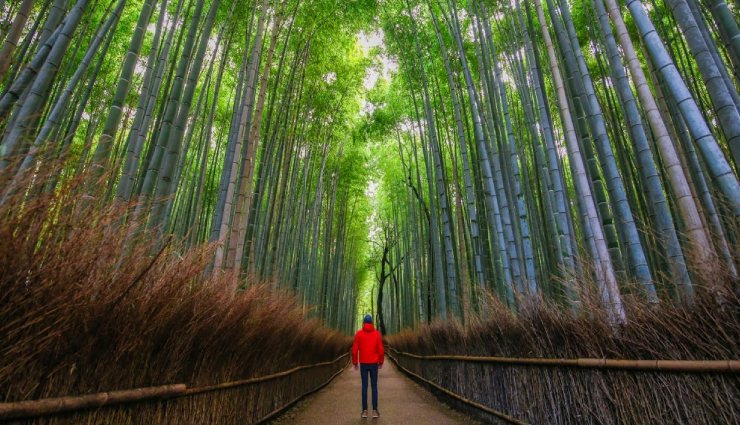 جنگل آراشیامای توکیو از زیباترین جنگل های دنیا