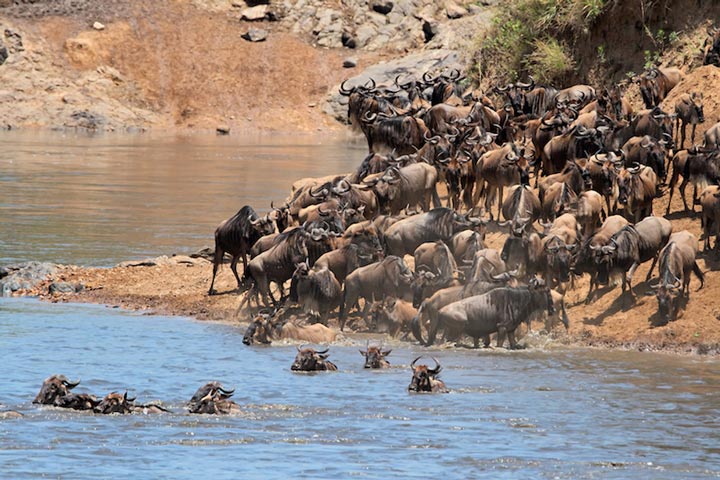 The Masai Mara National Reserve is one of Africa's top tourist attractions