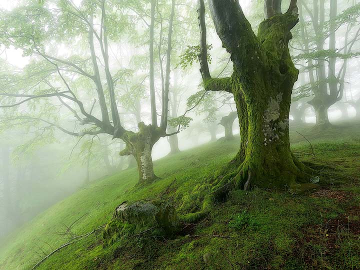 جنگل اوتزارتا از زیباترین جنگل های دنیا