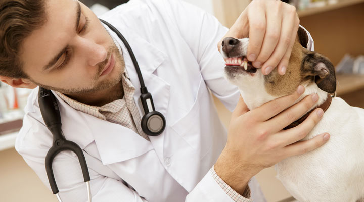 هزینه نگهداری سگ - هزینه دندانپزشکی