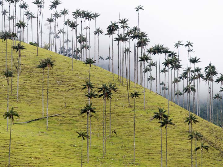 واله ده کوکورا از زیباترین جنگل های دنیا