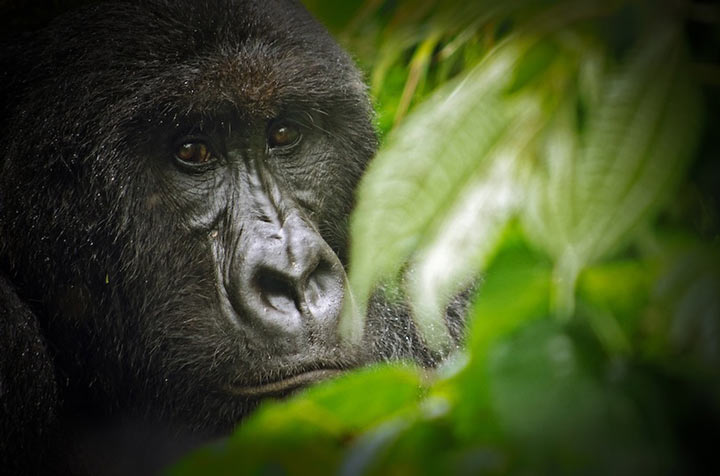 Virunga National Park is one of the tourist attractions of the African continent
