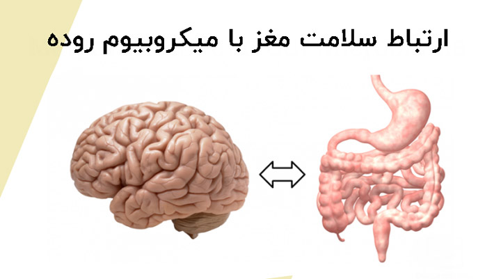 مکمل پروبیوتیک - ارتباط سلامت مغز با فلور روده