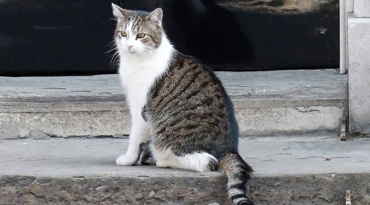 هزینه نگهداری از گربه خیابانی