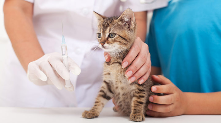 هزینه نگهداری از گربه - هزینه واکسیناسیون گربه 