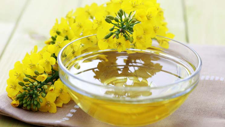 روغن کانولا چیست؟ خواص روغن کانولا