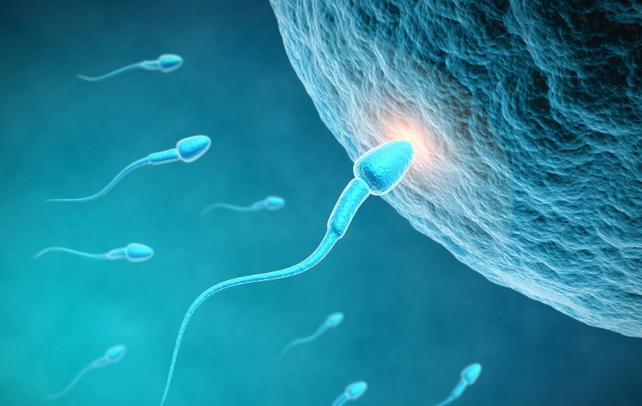 Embryonic developmental stages - Sperm approach the egg 