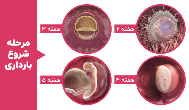 Stages of fetal development - the first month of pregnancy
