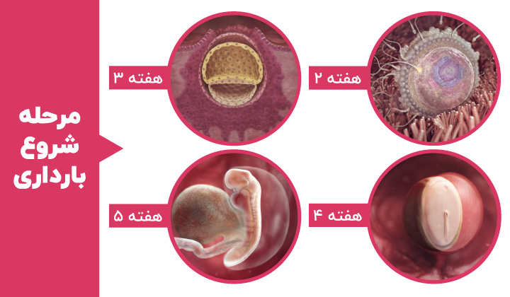 مراحل رشد جنین - ماه اول بارداری