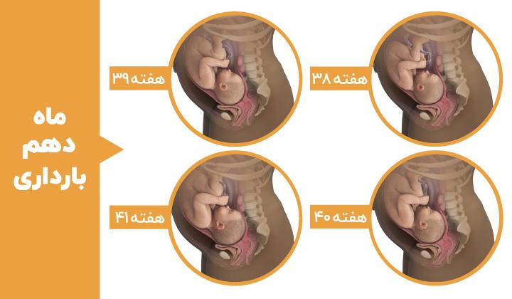 Stages of fetal development - the tenth month of pregnancy