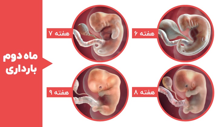 Stages of fetal development - the second month of pregnancy