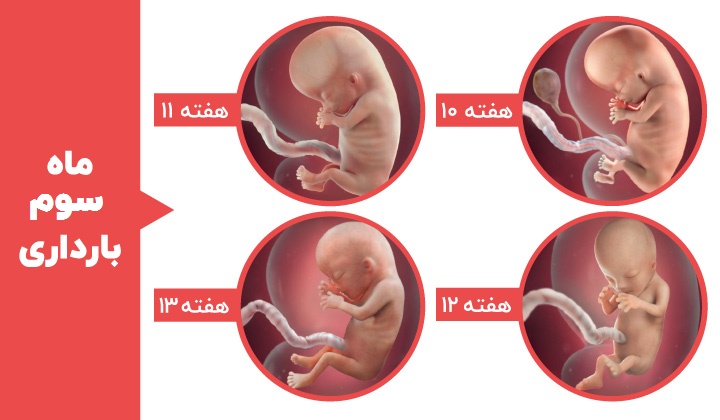 Stages of fetal development - the third month of pregnancy