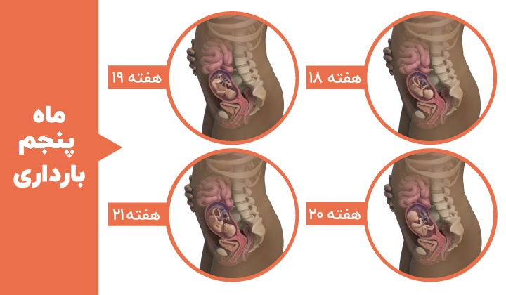 مراحل رشد جنین - ماه پنجم بارداری
