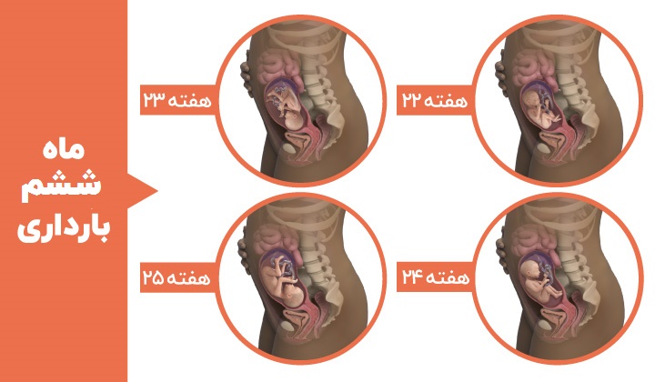 Stages of fetal development - the sixth month of pregnancy