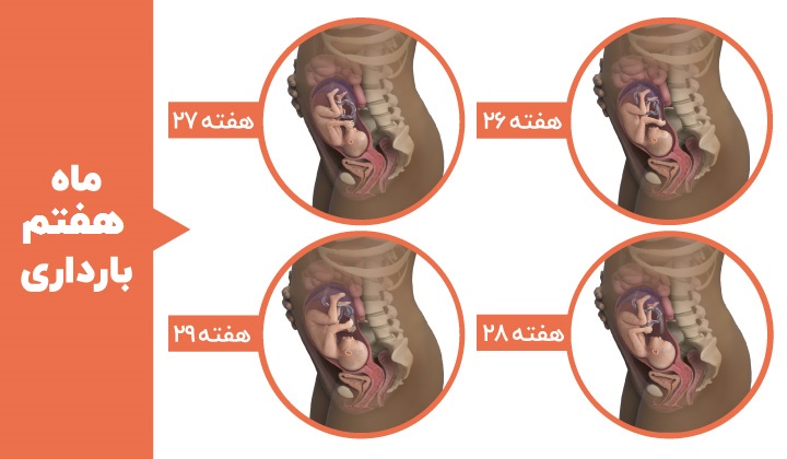 Stages of fetal development - the seventh month of pregnancy
