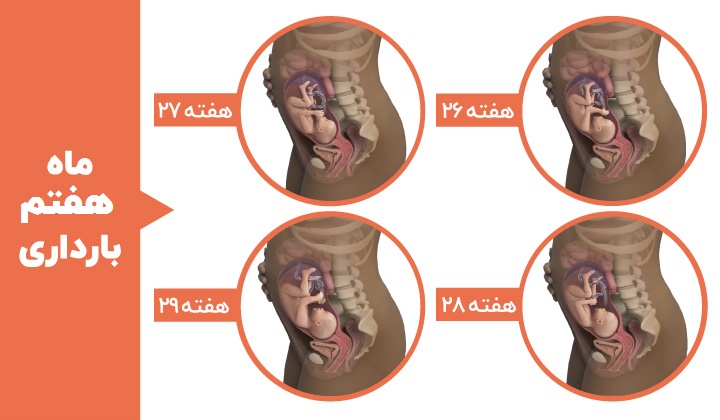 مراحل رشد جنین - ماه هفتم بارداری