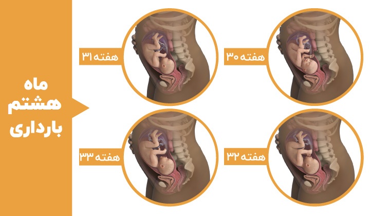 Stages of fetal development - the eighth month of pregnancy