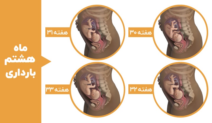 مراحل رشد جنین - ماه هشتم بارداری