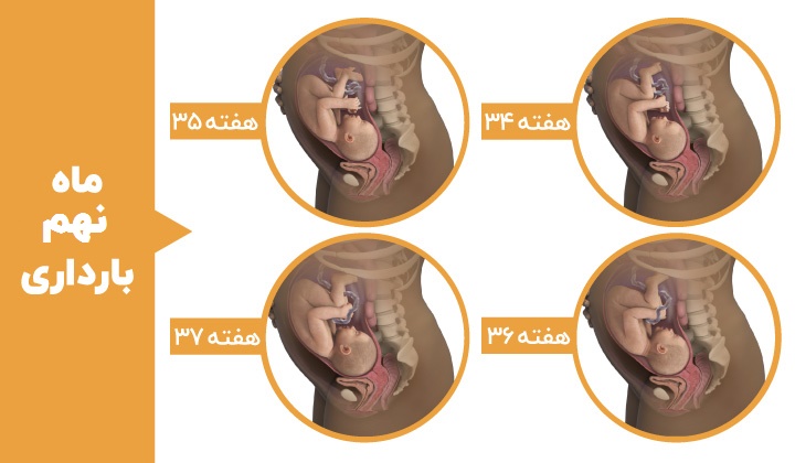 Stages of fetal development - the ninth month of pregnancy