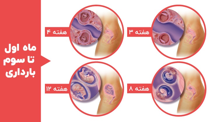 Stages of fetal development - the third, fourth, eighth and twelfth weeks of twin fetus development