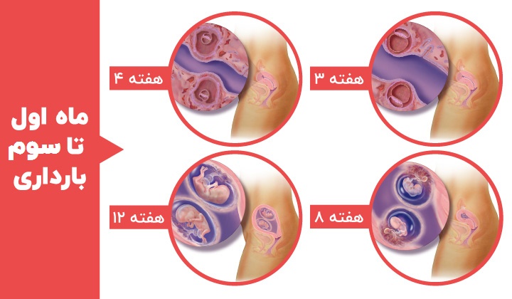 مراحل رشد جنین - هفته های سوم، چهارم، هشتم و دوازدهم رشد جنین دوقلو