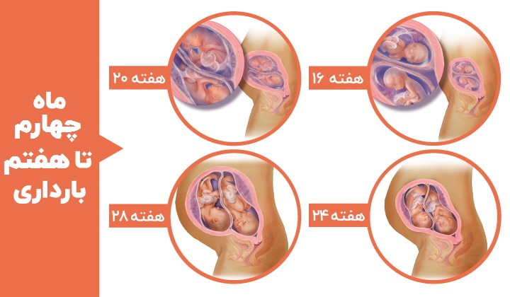 Stages of fetal development - 16th, 20th, 24th and 28th weeks of twin pregnancy