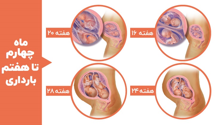 مراحل رشد جنین - هفته های شانزدهم، بیستم، بیست و چهارم و بیست و هشتم بارداری جنین دوقلو