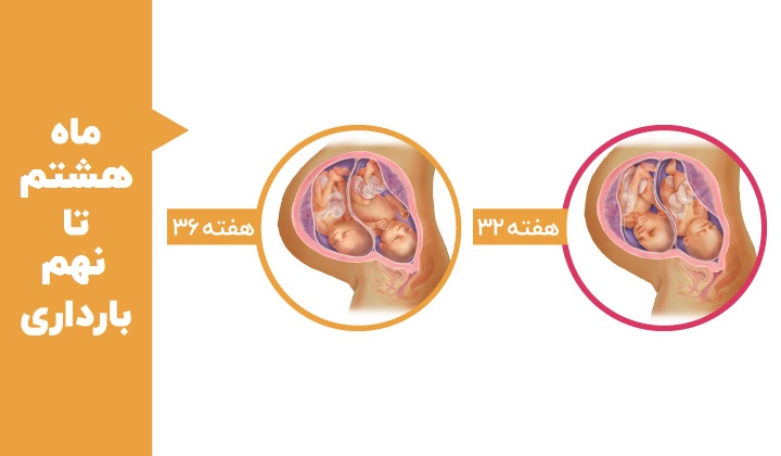 Stages of fetal development - Thirty-second and thirty-sixth weeks of twin pregnancy