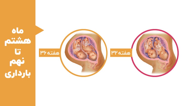 مراحل رشد جنین - هفته های سی و دوم و سی و ششم بارداری جنین دوقلو