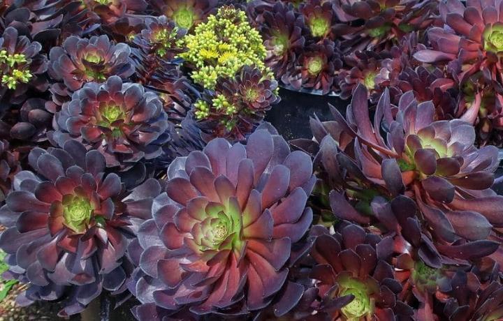 گل های زمستانی - آئونیوم وودو