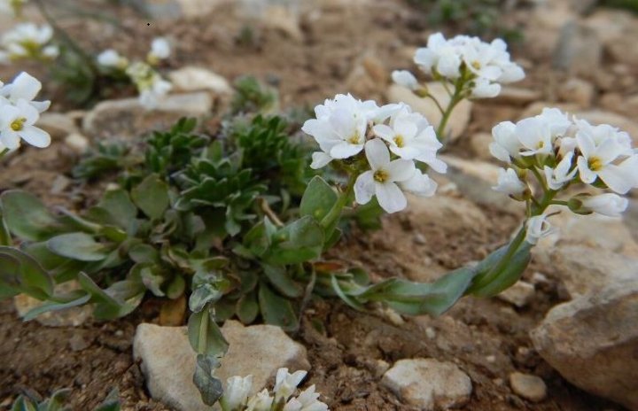 گل های زمستانی - alpine rock cress