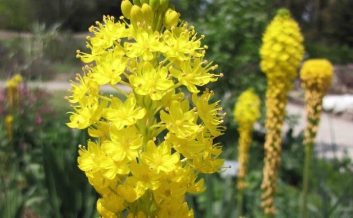 گل های زمستانی - Bulbinella Nutans