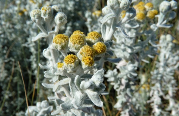 دیوتیس ماریتیما - گل های زمستانی