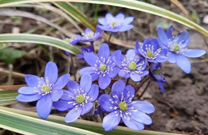 گل های زمستانی - هپاتیک یا جگرواش بزرگ آبی
