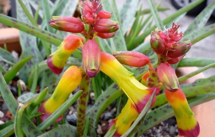 گل زمستانی - گل اوپال یا Opal Flower